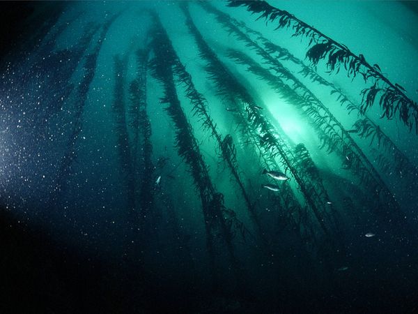 Five reasons why kelp could be the next kale | Grist