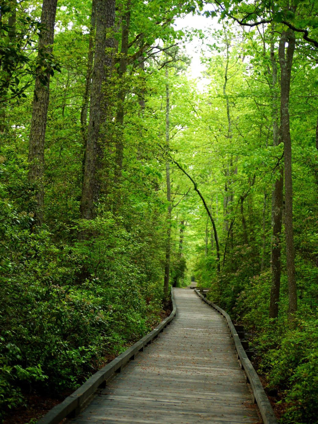 A Walk in the Woods » American Scientist